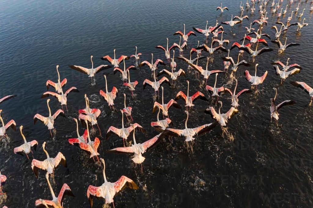Bird'S Home أفيرو المظهر الخارجي الصورة